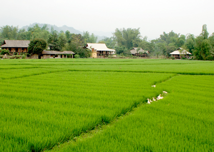 Diện tích lúa mùa ở phường Cầu Thia. Ảnh minh họa